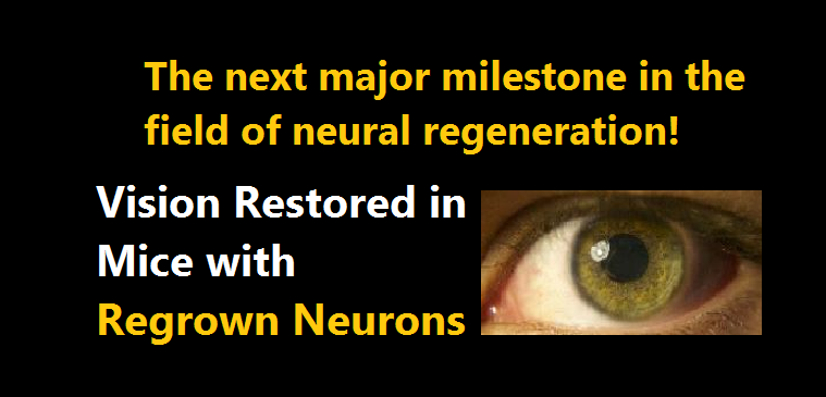 Regrown Neurons in mice